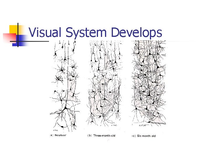 Visual System Develops 