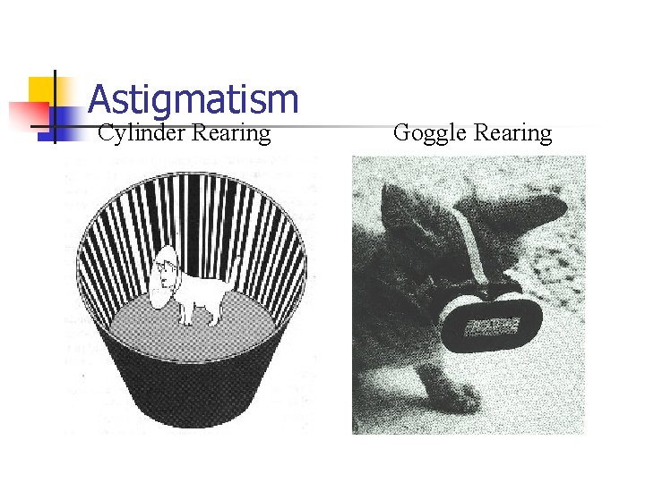 Astigmatism Cylinder Rearing Goggle Rearing 