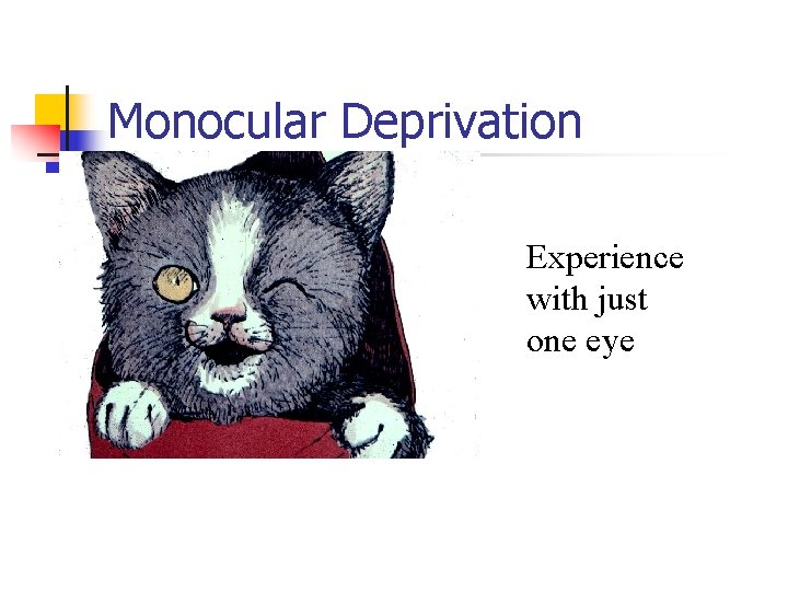 Monocular Deprivation Experience with just one eye 