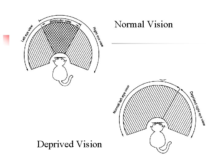 Normal Vision Deprived Vision 