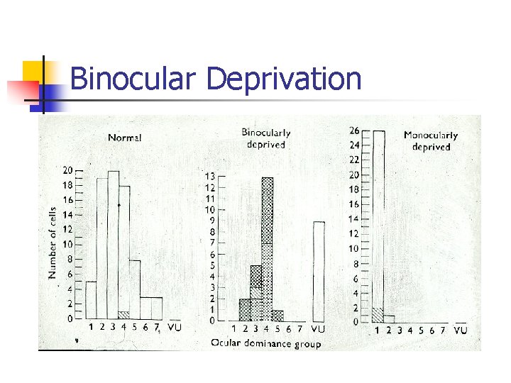 Binocular Deprivation 