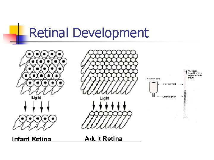 Retinal Development 