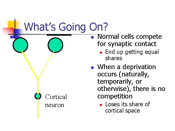 What’s Going On? n Normal cells compete for synaptic contact n n Cortical neuron