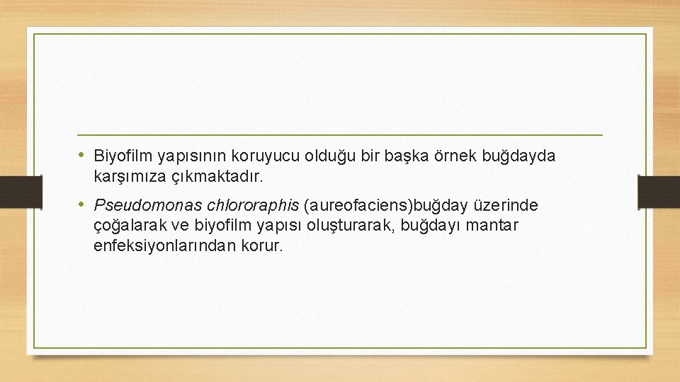  • Biyofilm yapısının koruyucu olduğu bir başka örnek buğdayda karşımıza çıkmaktadır. • Pseudomonas