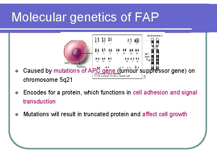 Molecular genetics of FAP l Caused by mutations of APC gene (tumour suppressor gene) Molecular genetics of FAP l Caused by mutations of APC gene (tumour suppressor gene)