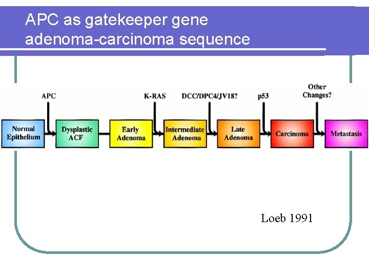 APC as gatekeeper gene adenoma-carcinoma sequence Loeb 1991 APC as gatekeeper gene adenoma-carcinoma sequence Loeb 1991