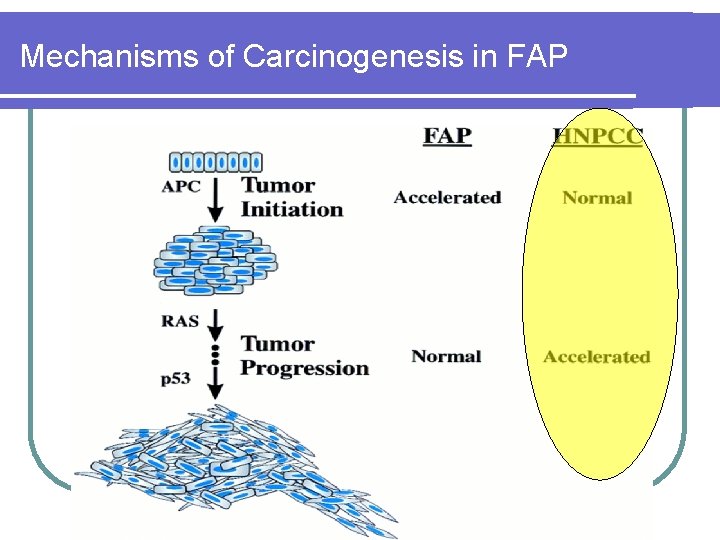 Mechanisms of Carcinogenesis in FAP Mechanisms of Carcinogenesis in FAP