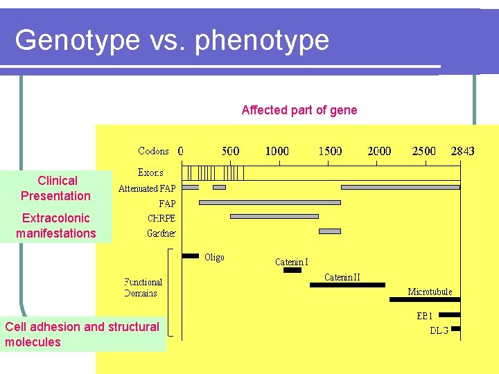 Genotype vs. phenotype Affected part of gene Clinical Presentation Extracolonic manifestations Cell adhesion and Genotype vs. phenotype Affected part of gene Clinical Presentation Extracolonic manifestations Cell adhesion and