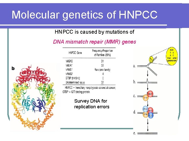 Molecular genetics of HNPCC is caused by mutations of DNA mismatch repair (MMR) genes Molecular genetics of HNPCC is caused by mutations of DNA mismatch repair (MMR) genes