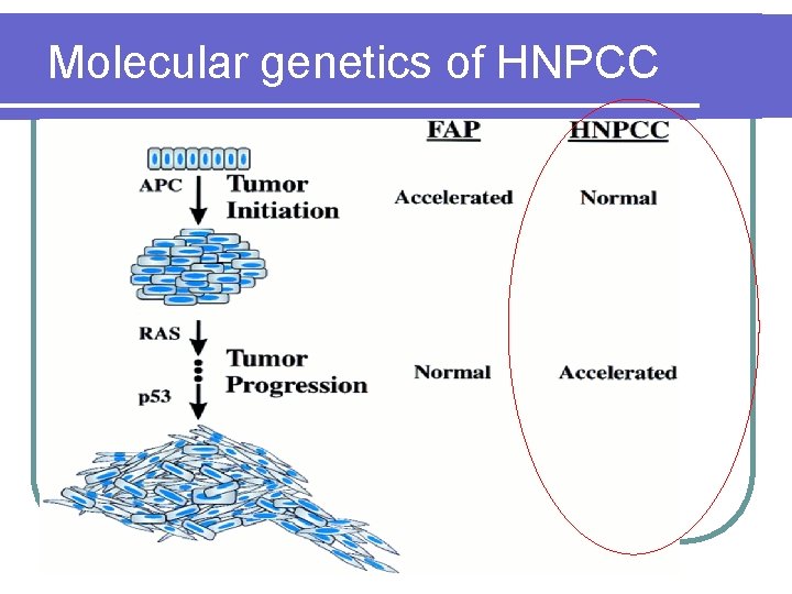Molecular genetics of HNPCC Molecular genetics of HNPCC