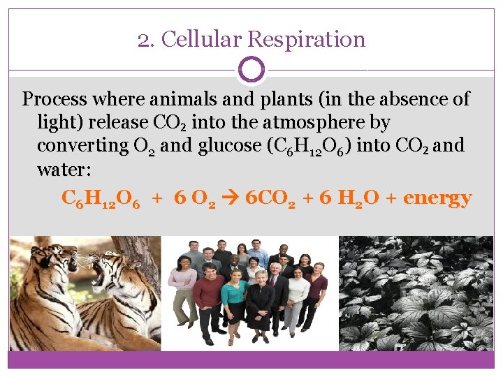2. Cellular Respiration Process where animals and plants (in the absence of light) release