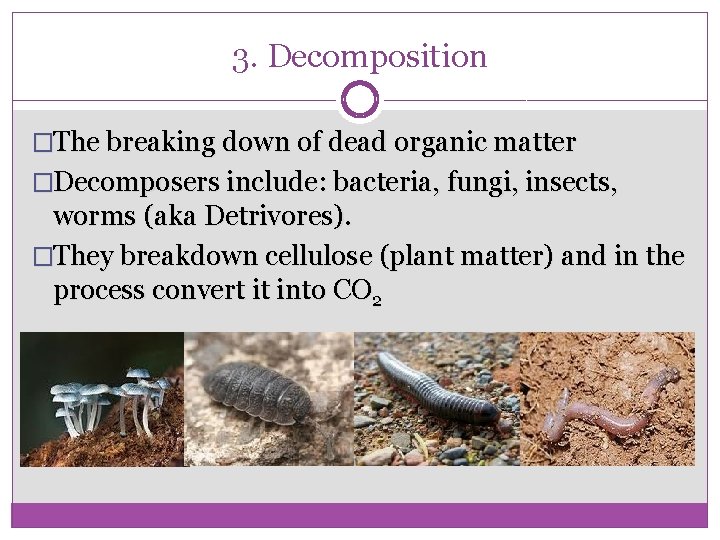 3. Decomposition �The breaking down of dead organic matter �Decomposers include: bacteria, fungi, insects,