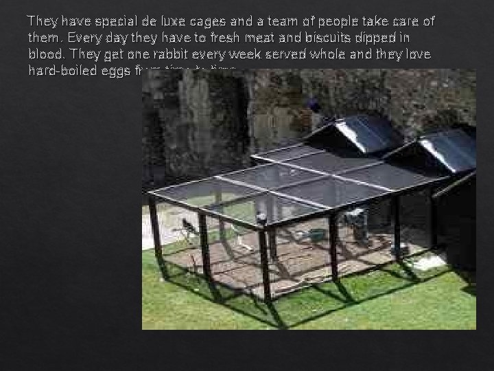 They have special de luxe cages and a team of people take care of