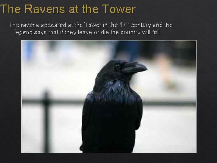 The Ravens at the Tower The ravens appeared at the Tower in the 17