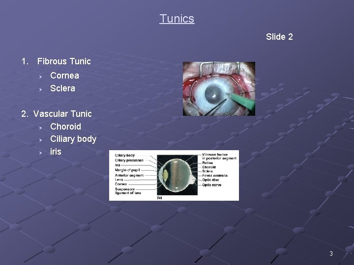 Tunics Slide 2 1. Fibrous Tunic Ø Ø Cornea Sclera 2. Vascular Tunic Ø