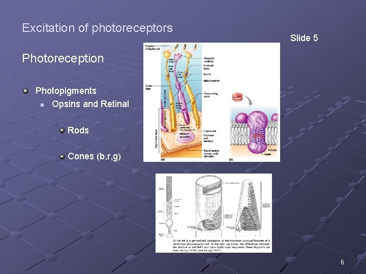 Excitation of photoreceptors Slide 5 Photoreception Photopigments n Opsins and Retinal Rods Cones (b,