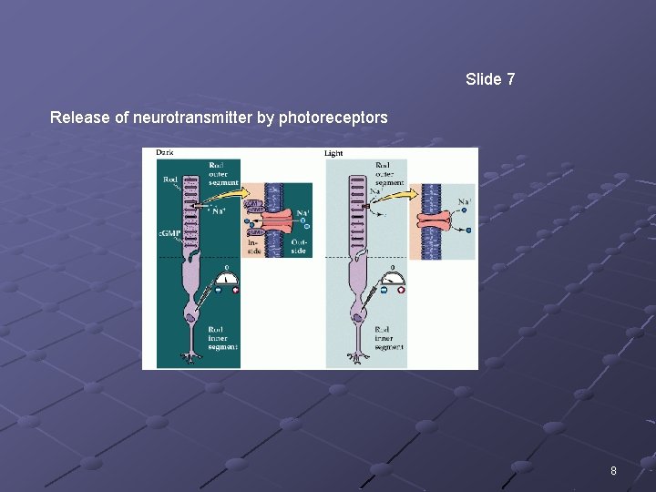 Slide 7 Release of neurotransmitter by photoreceptors 8 