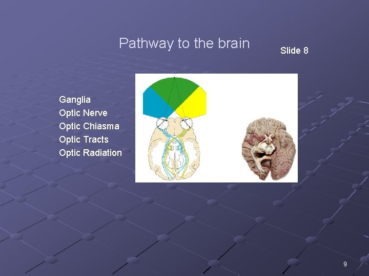 Pathway to the brain Slide 8 Ganglia Optic Nerve Optic Chiasma Optic Tracts Optic