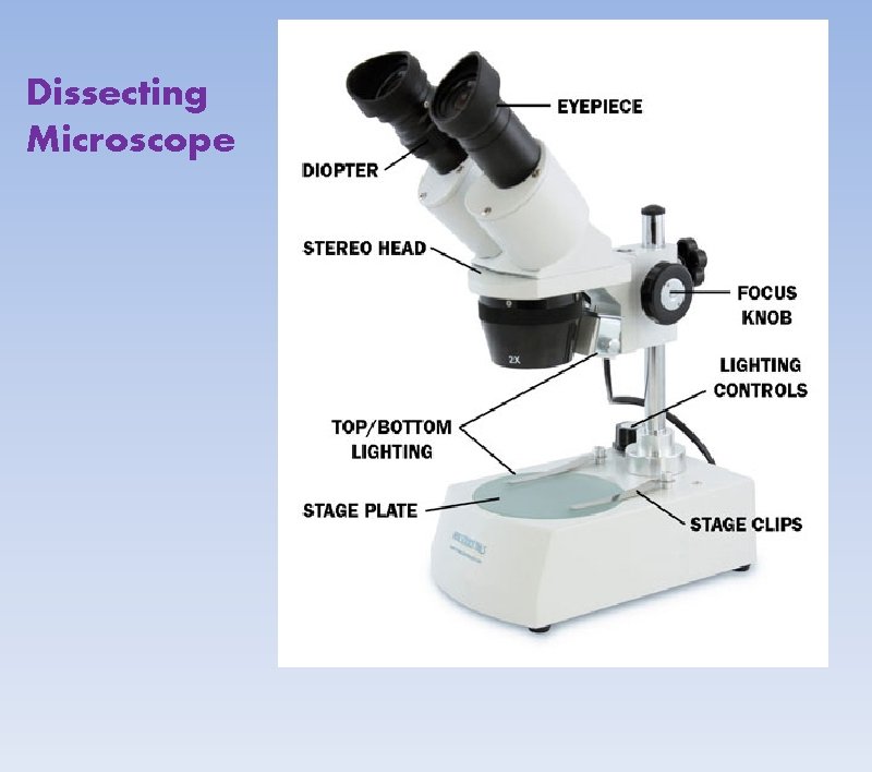 Dissecting Microscope 