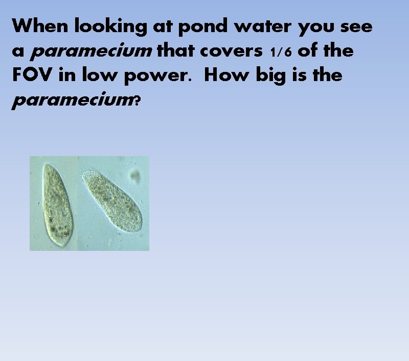 When looking at pond water you see a paramecium that covers 1/6 of the