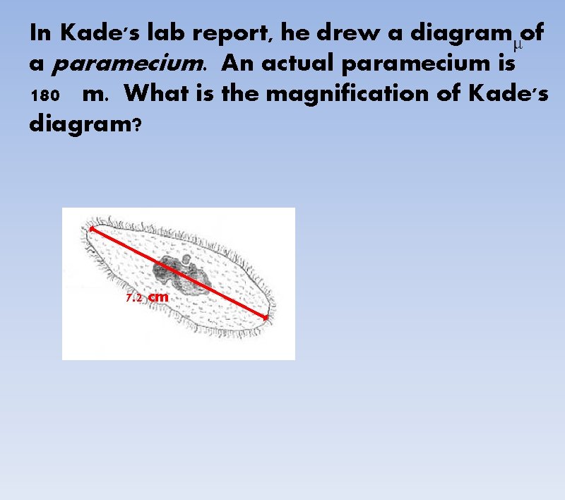 In Kade's lab report, he drew a diagram of a paramecium. An actual paramecium