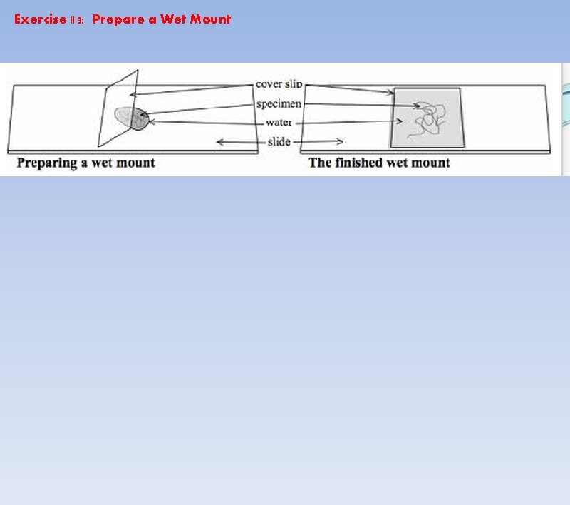 Exercise #3: Prepare a Wet Mount 