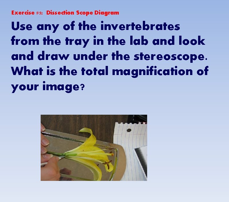 Exercise #5: Dissection Scope Diagram Use any of the invertebrates from the tray in