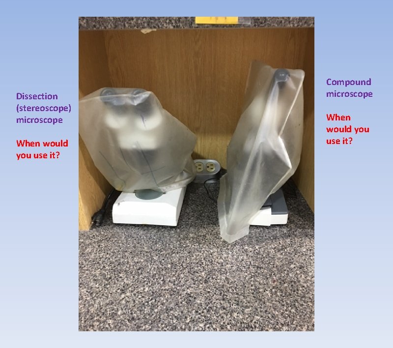 Dissection (stereoscope) microscope When would you use it? Compound microscope When would you use