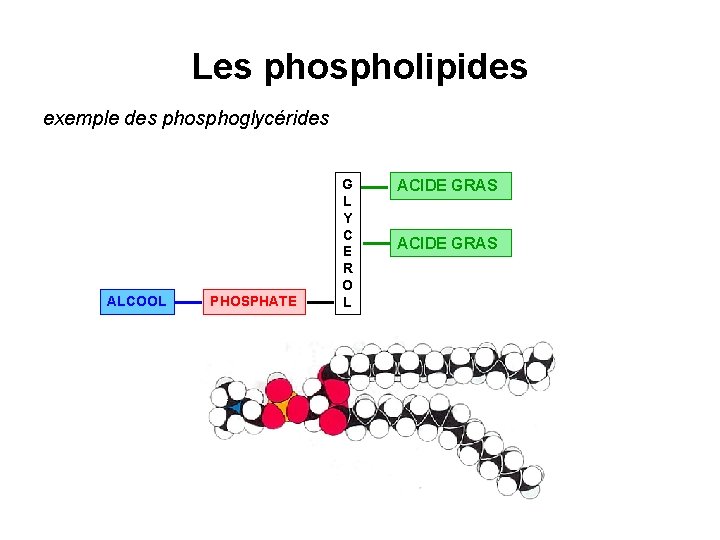 Les phospholipides exemple des phosphoglycérides ALCOOL PHOSPHATE G L Y C E R O