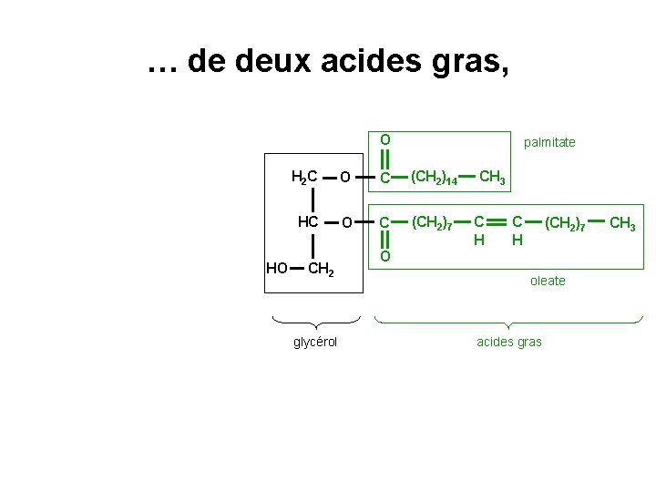 … de deux acides gras, O HO palmitate H 2 C O C (CH