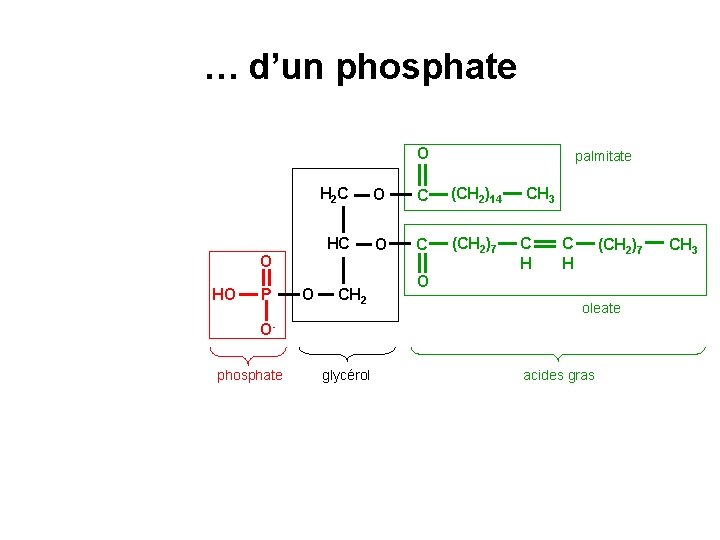 … d’un phosphate O H 2 C O C (CH 2)14 HC O C