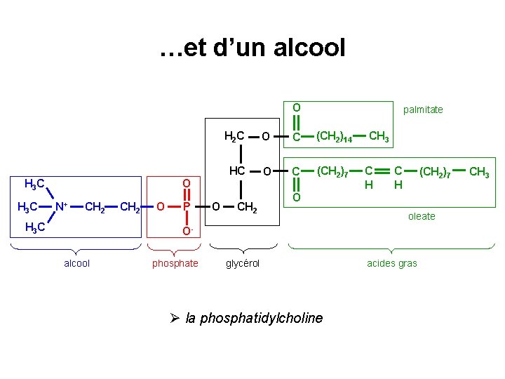 …et d’un alcool O H 3 C H 2 C O C (CH 2)14
