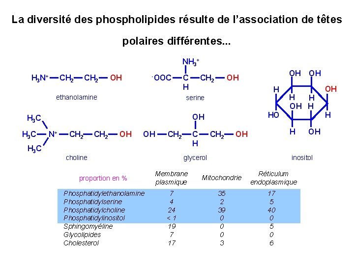 La diversité des phospholipides résulte de l’association de têtes polaires différentes. . . NH