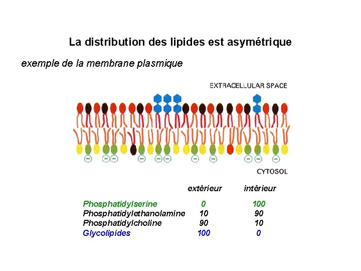 La distribution des lipides est asymétrique exemple de la membrane plasmique Phosphatidylserine Phosphatidylethanolamine Phosphatidylcholine