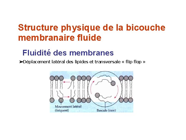 Structure physique de la bicouche membranaire fluide Fluidité des membranes ➢Déplacement latéral des lipides