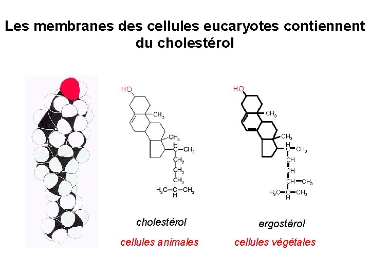 Les membranes des cellules eucaryotes contiennent du cholestérol HO HO CH 3 H C