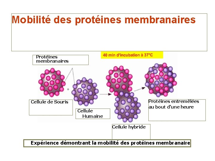 Mobilité des protéines membranaires Protéines entremêlées au bout d'une heure Cellule de Souris Cellule