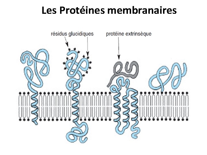 Les Protéines membranaires 