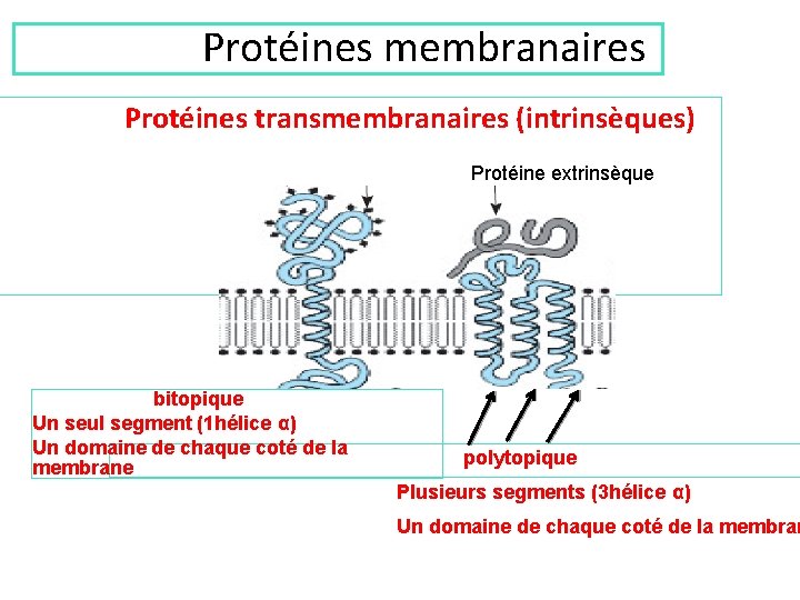 Protéines membranaires Protéines transmembranaires (intrinsèques) Protéine extrinsèque bitopique Un seul segment (1 hélice α)