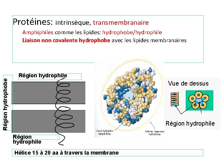 Protéines: intrinsèque, transmembranaire Amphiphiles comme les lipides: hydrophobe/hydrophile Liaison non covalente hydrophobe avec les