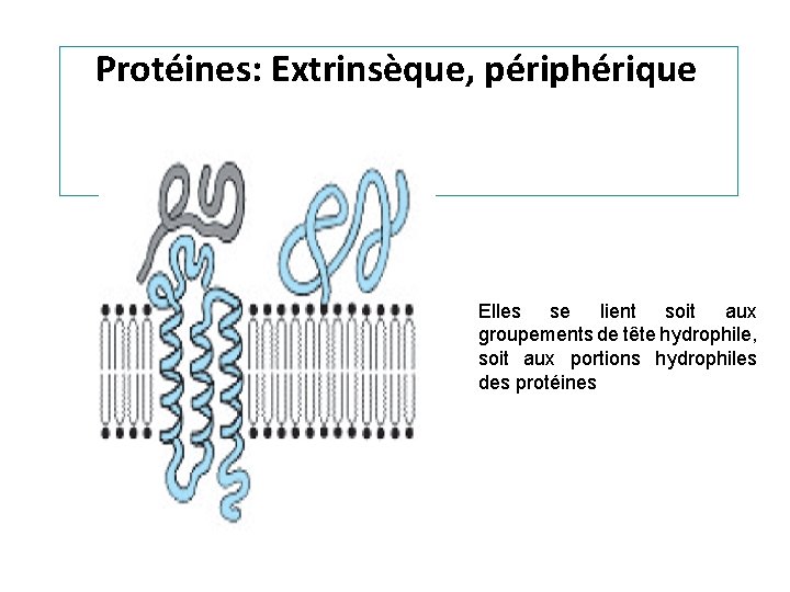 Protéines: Extrinsèque, périphérique Elles se lient soit aux groupements de tête hydrophile, soit aux