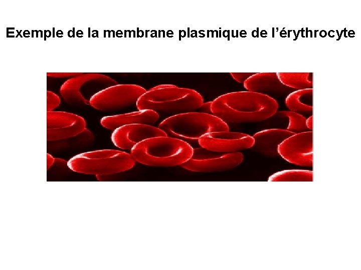 Exemple de la membrane plasmique de l’érythrocyte 