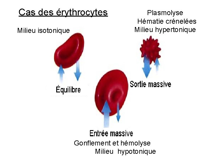 Cas des érythrocytes Milieu isotonique Plasmolyse Hématie crénelées Milieu hypertonique Gonflement et hémolyse Milieu