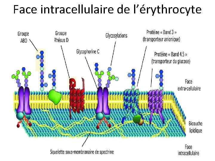 Face intracellulaire de l’érythrocyte 