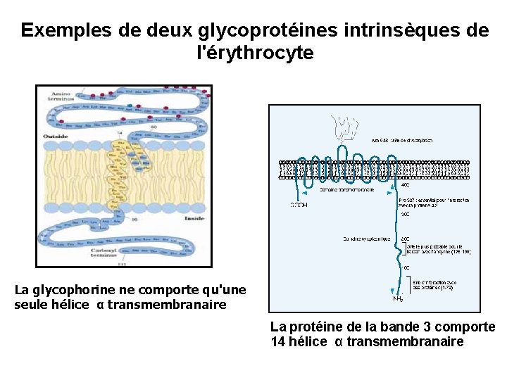 Exemples de deux glycoprotéines intrinsèques de l'érythrocyte La glycophorine ne comporte qu'une seule hélice