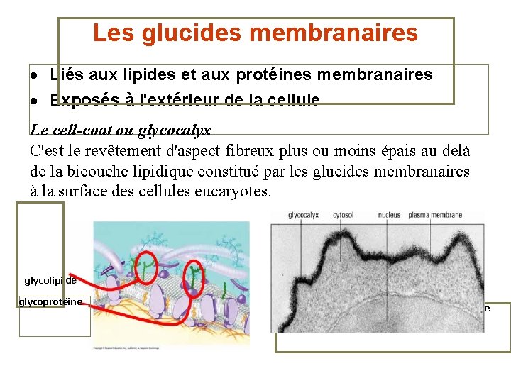 Les glucides membranaires · Liés aux lipides et aux protéines membranaires · Exposés à