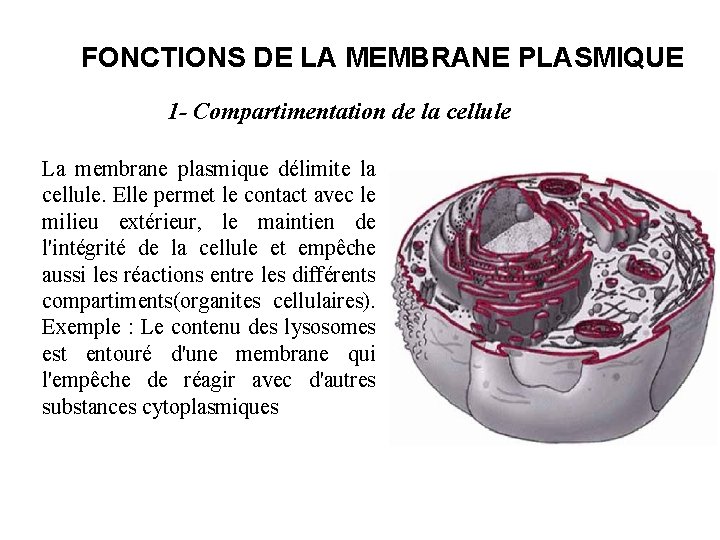 FONCTIONS DE LA MEMBRANE PLASMIQUE 1 - Compartimentation de la cellule La membrane plasmique