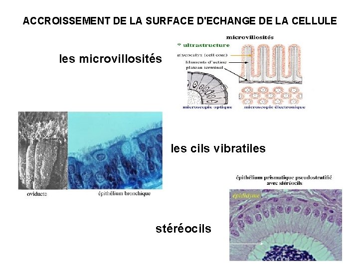 ACCROISSEMENT DE LA SURFACE D'ECHANGE DE LA CELLULE les microvillosités les cils vibratiles stéréocils