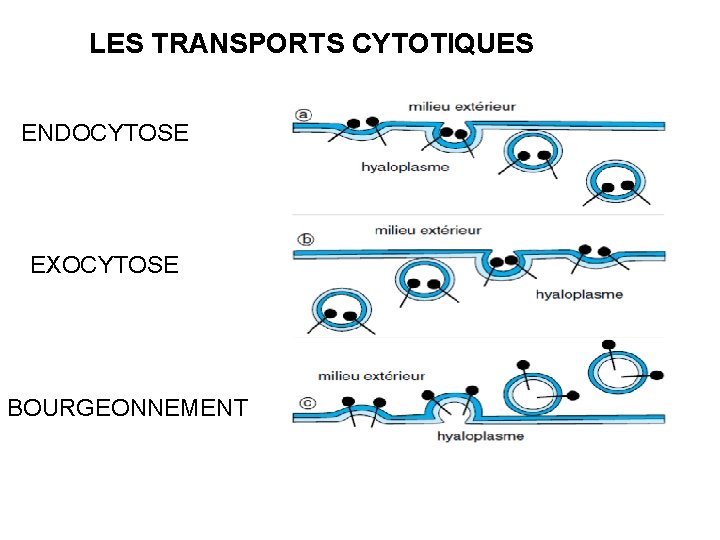 LES TRANSPORTS CYTOTIQUES ENDOCYTOSE EXOCYTOSE BOURGEONNEMENT 