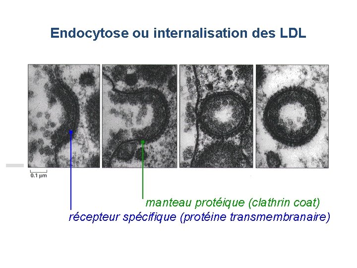 Endocytose ou internalisation des LDL manteau protéique (clathrin coat) récepteur spécifique (protéine transmembranaire) 